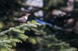 Drozd obrożny, Turdus torquatus, samiec