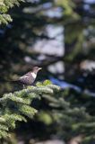 Drozd obrożny, Turdus torquatus, samiec