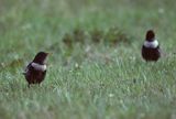 drozdy obrożne, samce, Turdus torquatus