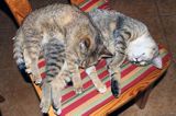 śpiące koty, kocie łapy