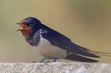 jaskółka dymówka, Hirundo rustica, śpiewający samiec