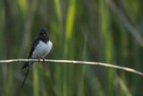 Jaskółka dymówka, Hirundo rustica