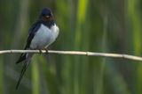 Jaskółka dymówka, Hirundo rustica