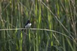 Jaskółka dymówka, Hirundo rustica