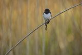 Jaskółka dymówka, Hirundo rustica