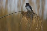 Jaskółka dymówka, Hirundo rustica