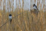 Jaskółka dymówka, Hirundo rustica