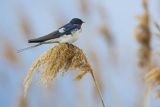 Jaskółka dymówka, Hirundo rustica