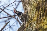 Dzięcioł białogrzbiety, Dendrocopos leucotos