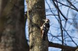 Dzięcioł białogrzbiety, Dendrocopos leucotos