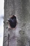 dzięcioł czarny przy dziupli, Dryocopus martius the black woodpecker, Dryocopus martius