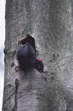 dzięcioł czarny przy dziupli, Dryocopus martius the black woodpecker, Dryocopus martius