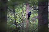 dzięcioł czarny, Dryocopus martius, samica the black woodpecker, Dryocopus martius