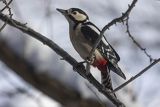 Dzięcioł pstry duży, Dendrocopos major, samiec