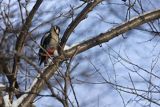 Dzięcioł pstry duży, Dendrocopos major, samiec