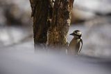 Dzięcioł pstry duży, Dendrocopos major, samiec