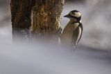 Dzięcioł pstry duży, Dendrocopos major, samiec