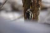 Dzięcioł pstry duży, Dendrocopos major, samiec