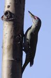 dzięcioł zielonosiwy Picus canus samiec