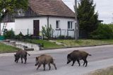 dzik, sus scrofa, dziki przechodzące przez szosę w Górkach Zachodnich / Gdańsk/