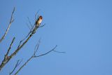 Dziwonia, samiec, Carpodacus erythrinus, Erythrina erythrina