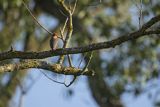 Dziwonia, samiec, Carpodacus erythrinus, Erythrina erythrina