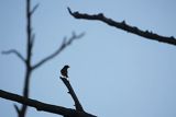 Dziwonia, samiec, Carpodacus erythrinus, Erythrina erythrina