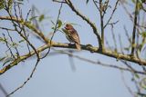 Dziwonia, samiec, Carpodacus erythrinus, Erythrina erythrina