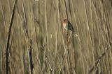 Dziwonia, samiec, Carpodacus erythrinus, Erythrina erythrina