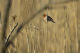 Dziwonia, samiec, Carpodacus erythrinus, Erythrina erythrina