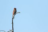 Dziwonia, samiec, Carpodacus erythrinus, Erythrina erythrina