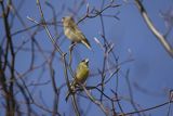 Dzwoniec Carduelis chloris