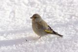 dzwoniec Carduelis chloris