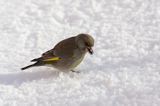 dzwoniec Carduelis chloris