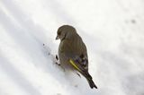 dzwoniec Carduelis chloris