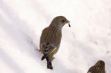 dzwoniec Carduelis chloris