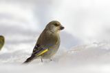 dzwoniec Carduelis chloris