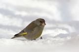 dzwoniec Carduelis chloris