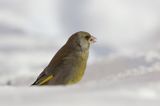 dzwoniec Carduelis chloris