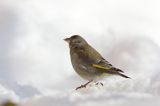 dzwoniec Carduelis chloris