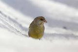 dzwoniec Carduelis chloris