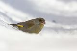 dzwoniec Carduelis chloris