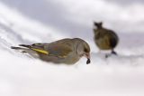 dzwoniec Carduelis chloris