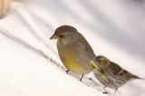 dzwoniec Carduelis chloris