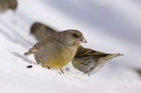 dzwoniec Carduelis chloris