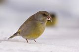 dzwoniec Carduelis chloris