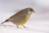 dzwoniec Carduelis chloris