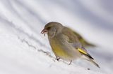 dzwoniec Carduelis chloris