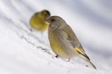 dzwoniec Carduelis chloris