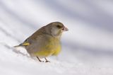 dzwoniec Carduelis chloris